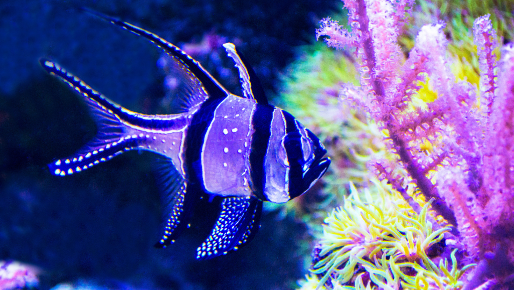 Pterapogon kauderni appearance
