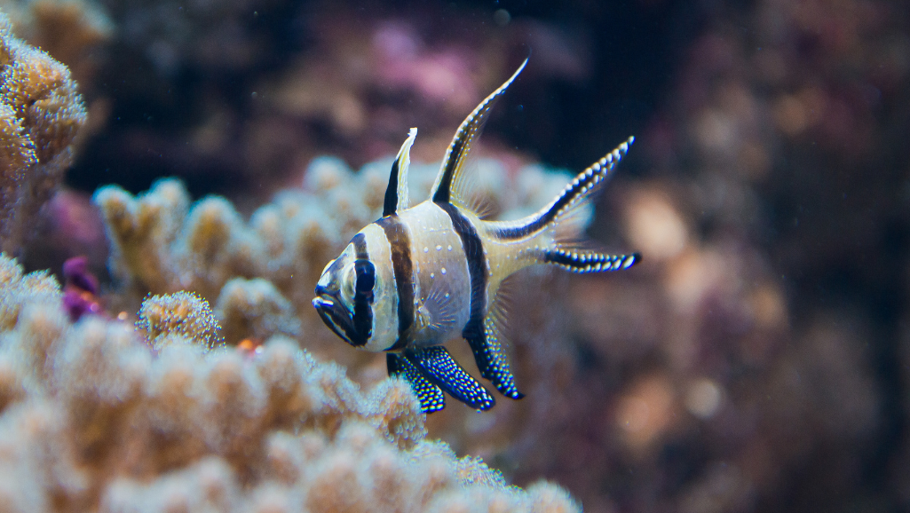 Pterapogon kauderni compatibility