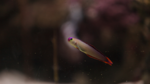 Purple Firefish
