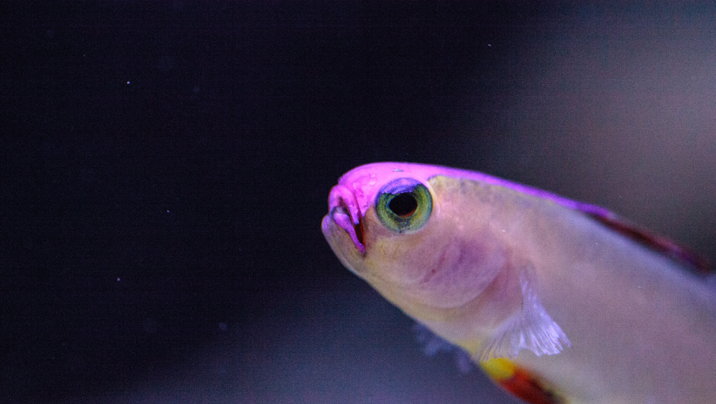 Purple Firefish Health Management