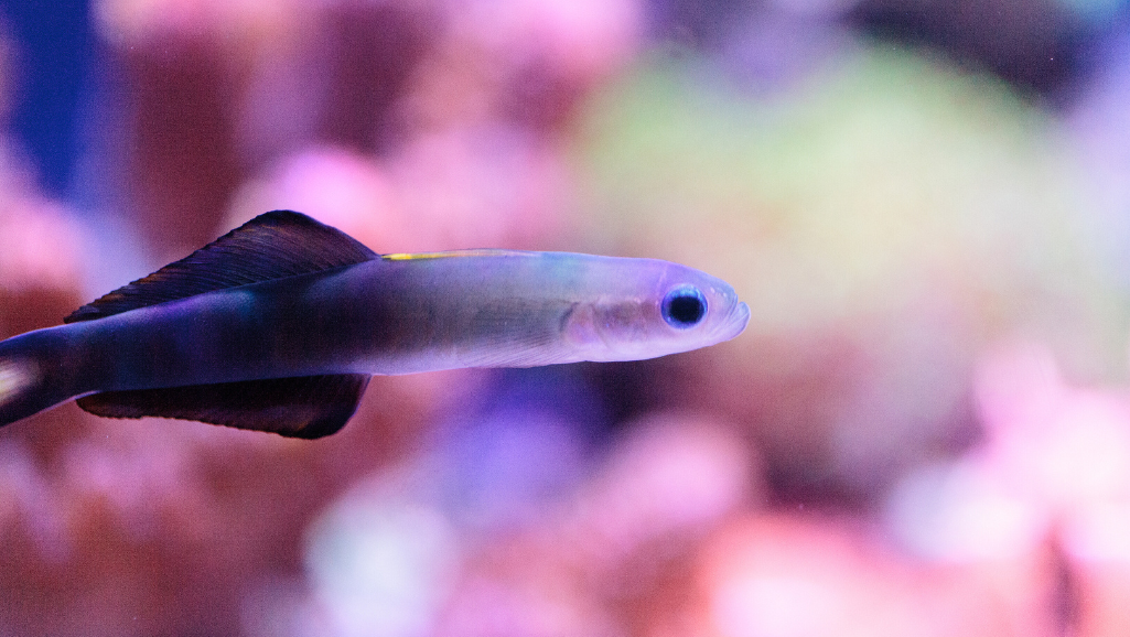 Purple Firefish in Natural Habitat