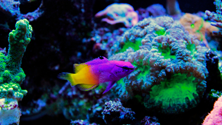 Royal Gramma Care: Tips for a Healthy Aquarium 14 Royal Gramma