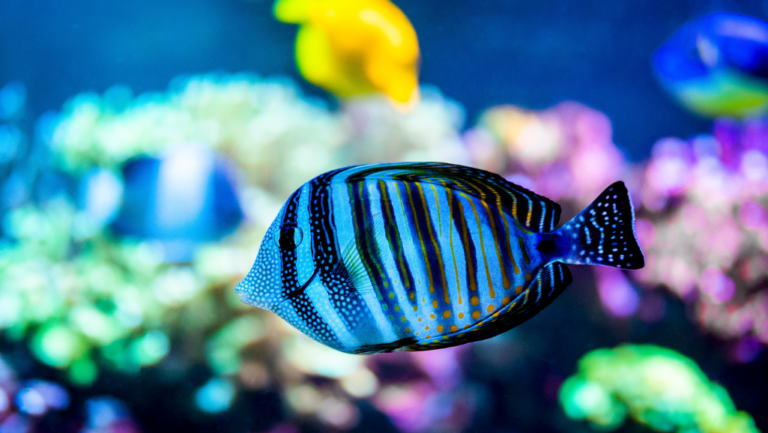 Sailfin Tang Care Guide & Habitat Facts 16 Sailfin Tang