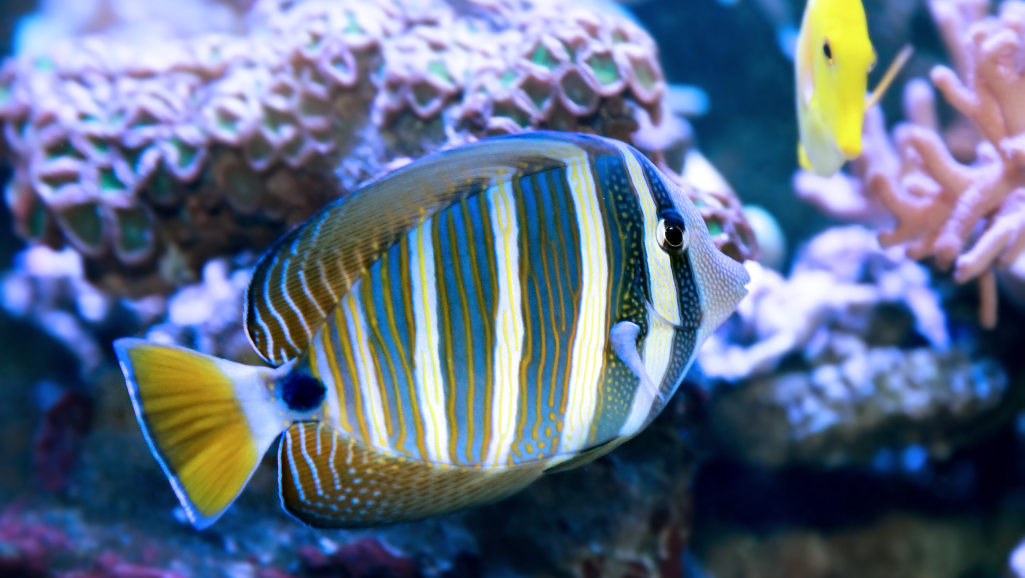 Sailfin Tang Breeding
