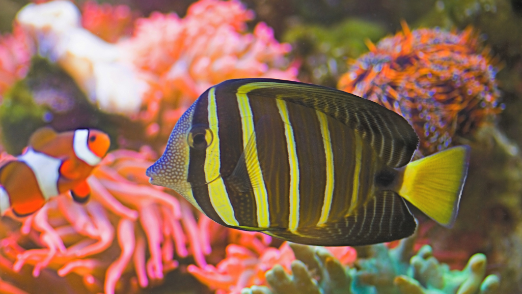 Sailfin Tang Feeding Habits