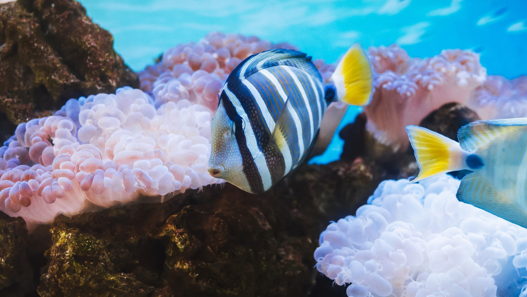 Sailfin Tang behavior