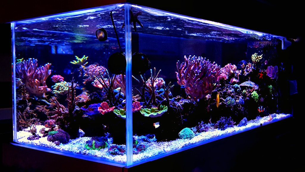 Saltwater Aquarium Maintenance