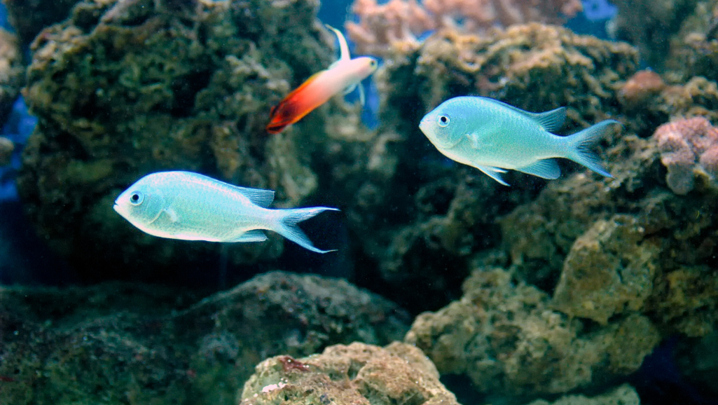 Setting up Blue Green Chromis Aquarium