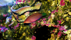 Six Line Wrasse