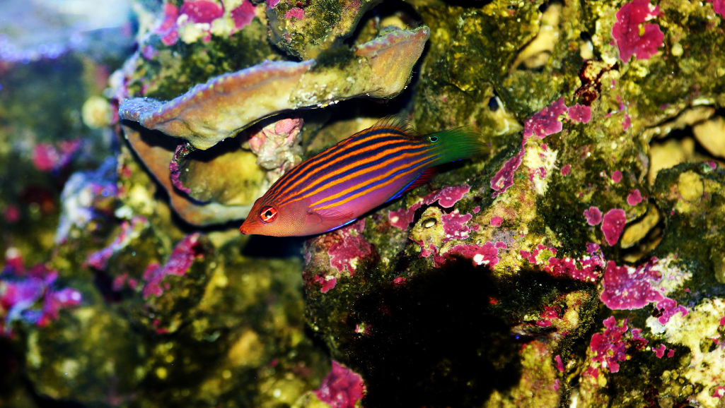 Six Line Wrasse