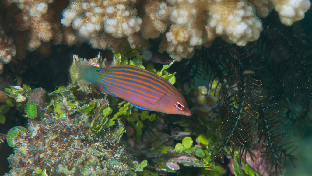 Six Line Wrasse Feeding