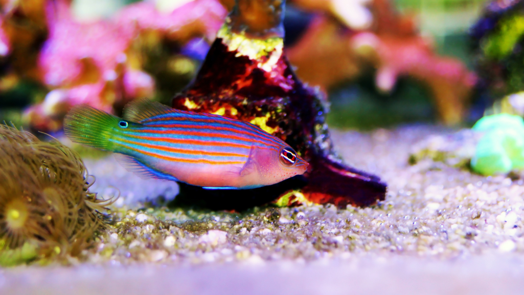 Six Line Wrasse Health Care