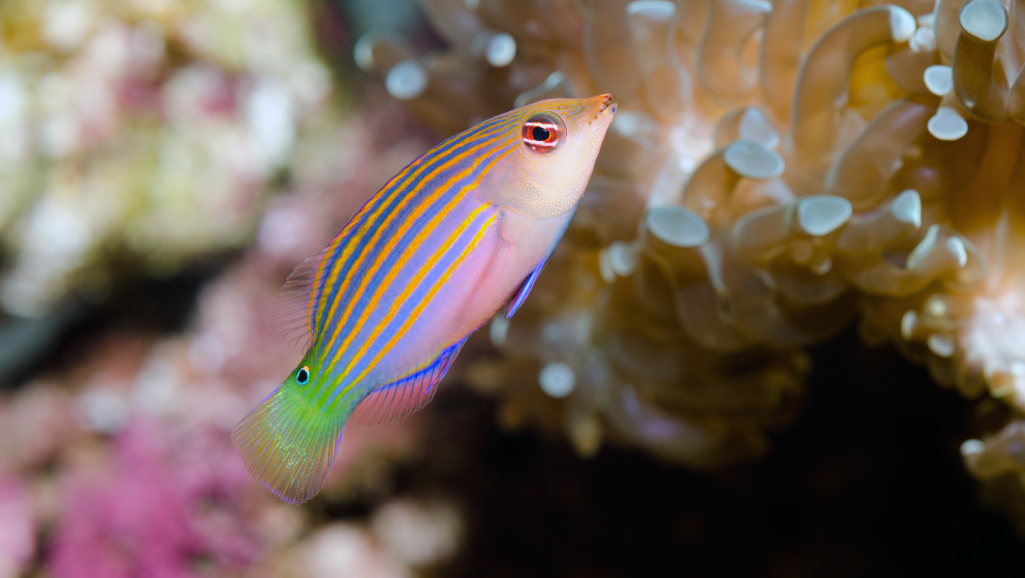 Six Line Wrasse in Reef Tank