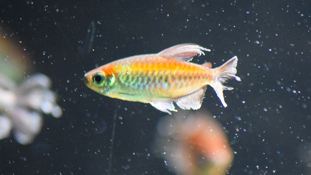 Tetra Whisper in-tank filter