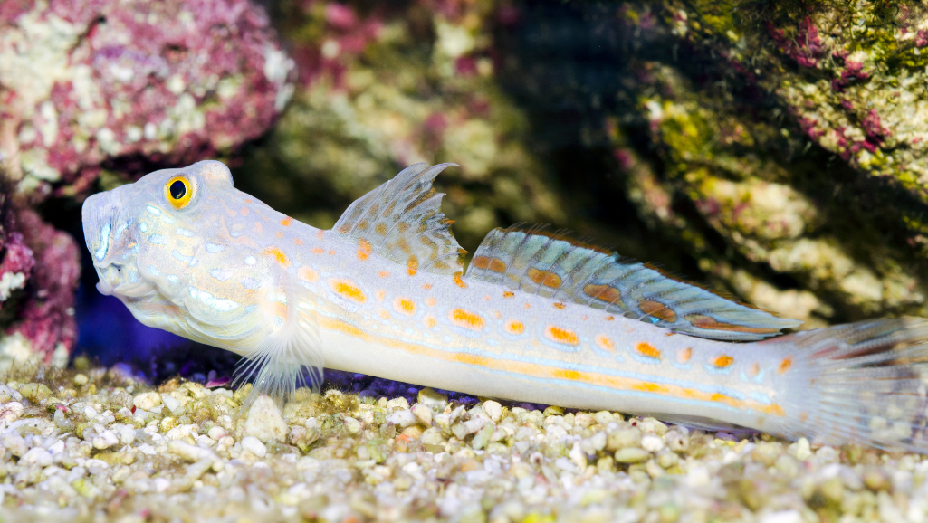 Watchman Goby Marine Habitat