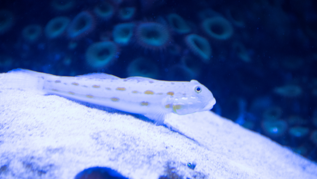 Watchman Goby eating shrimp