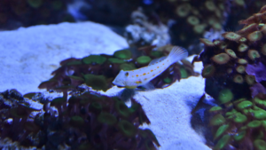 Watchman Goby