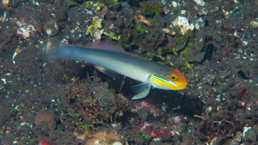 Watchman Goby in Tank