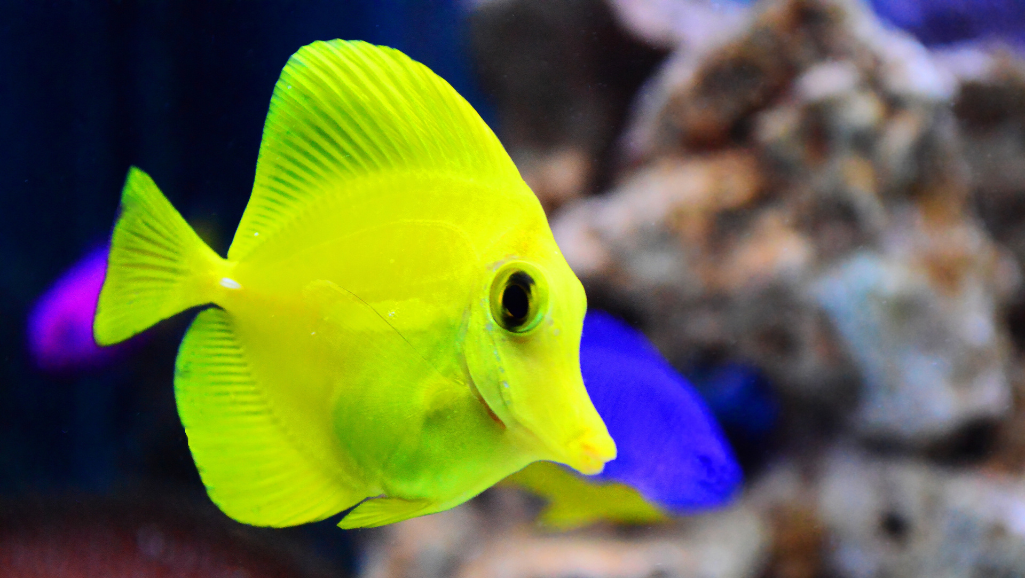 Yellow Tang Health Concerns