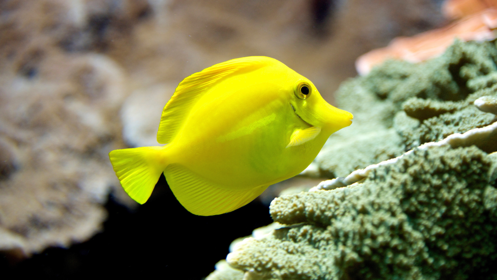 Yellow Tang feeding