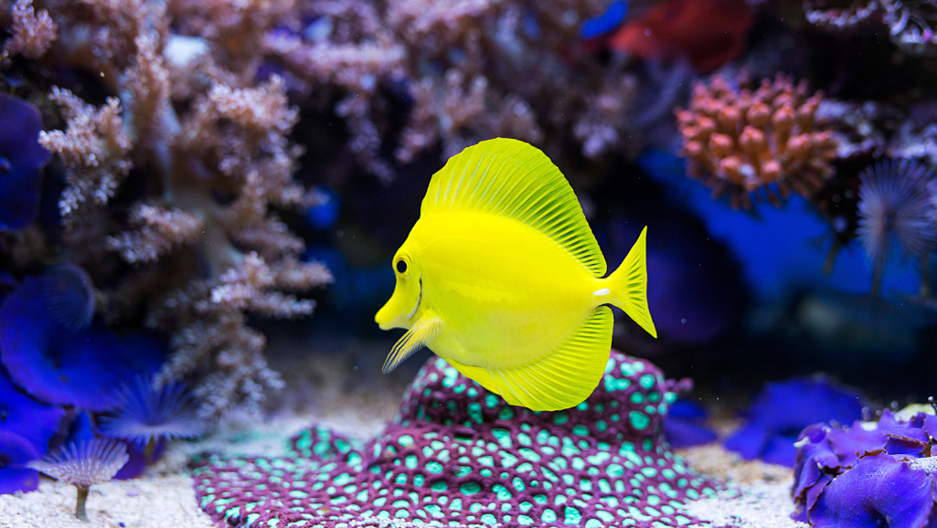 Yellow Tang in a saltwater aquarium