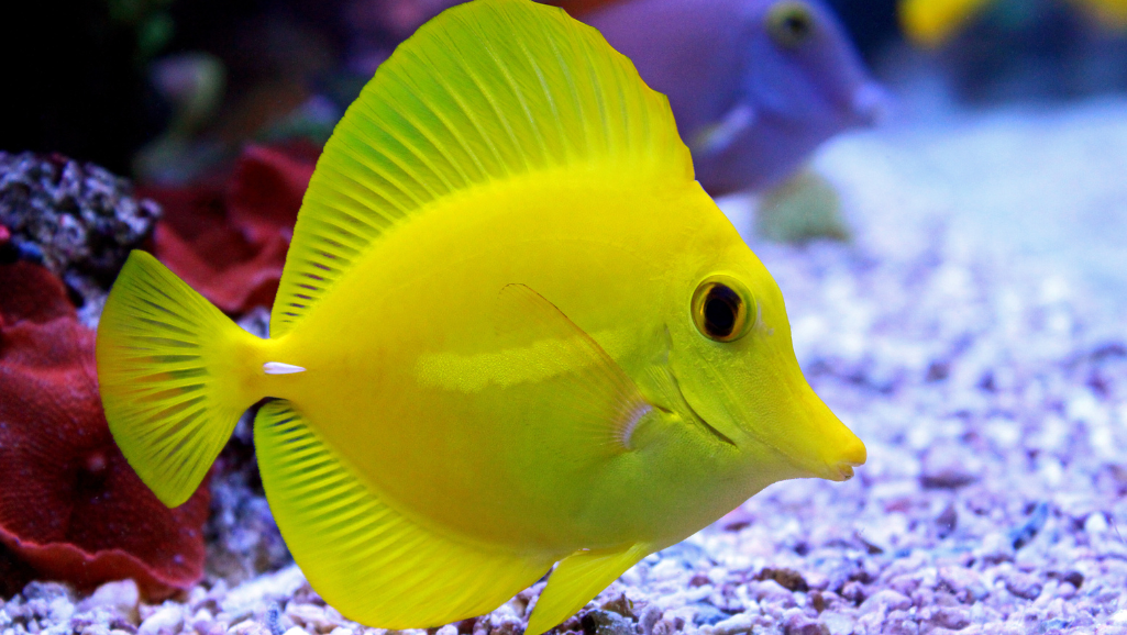 Yellow Tang Care: Tips for Healthy Aquariums 1 Yellow Tang