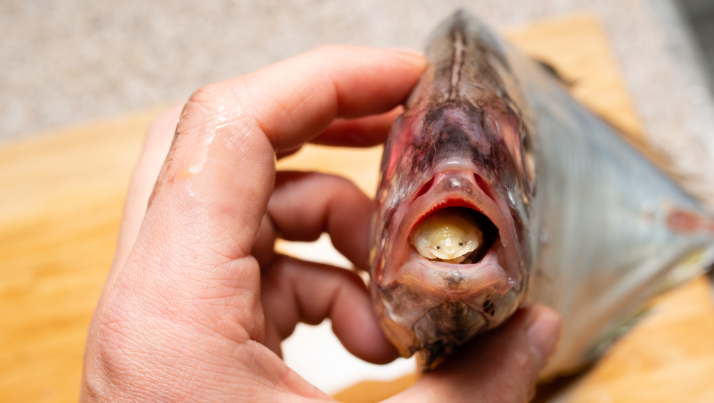 anti-parasitic medications for fish