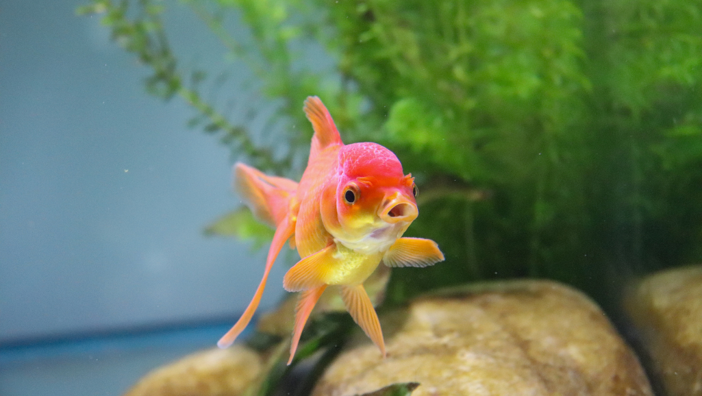 aquarium daylight cycles