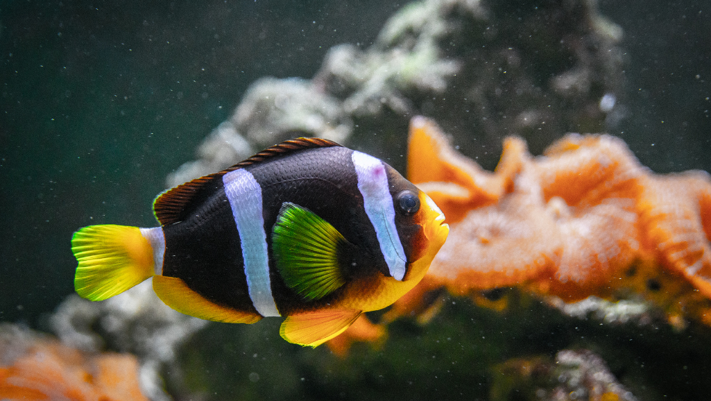 aquarium light maintenance