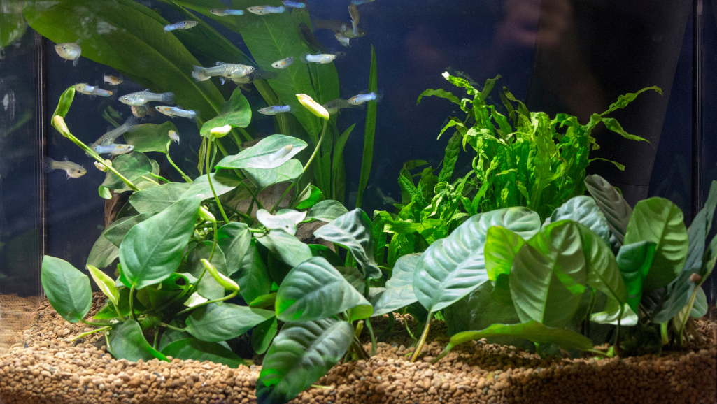 aquarium lighting setup