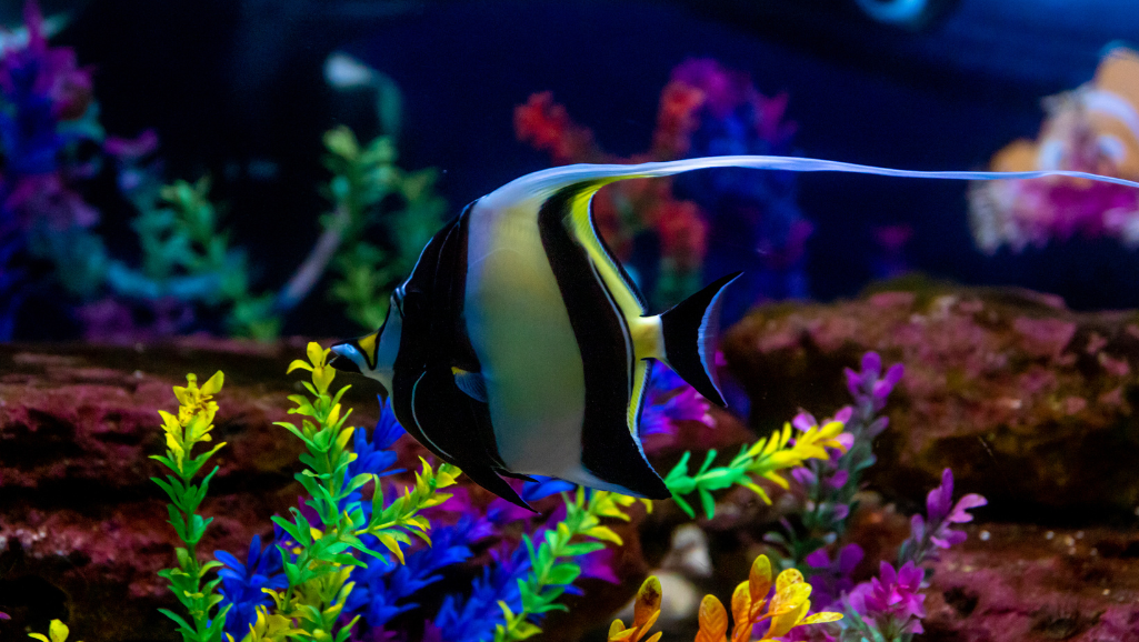 aquarium placement