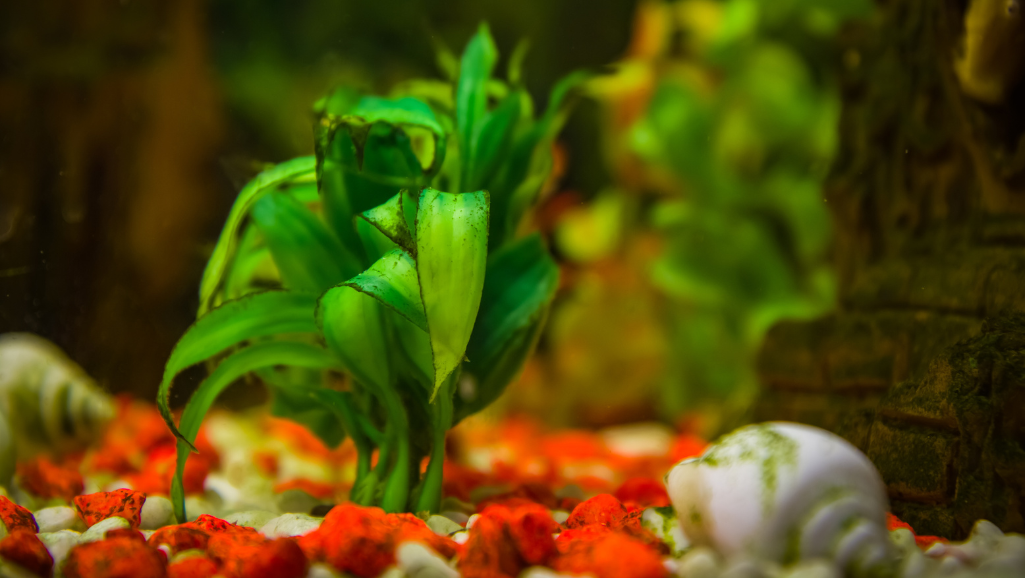 aquarium plant soil