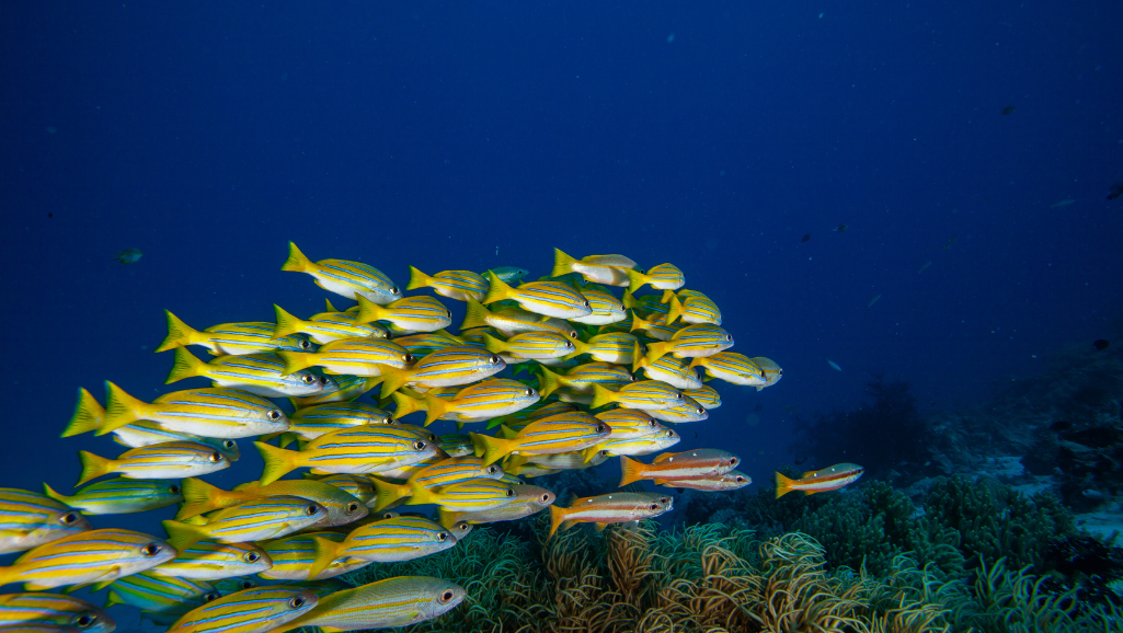 aquarium setup with tropical fishes