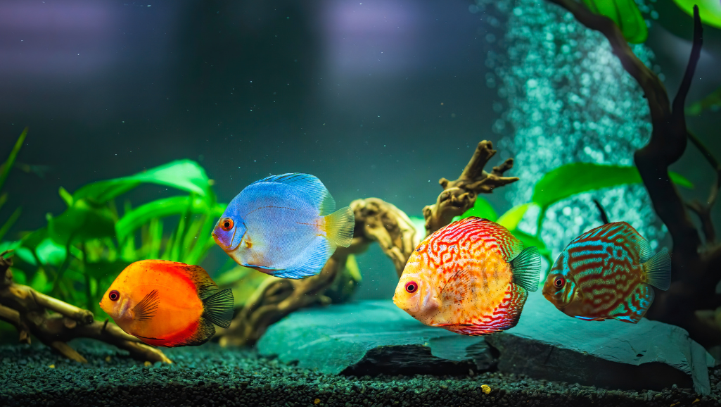balanced diet for tropical fishes