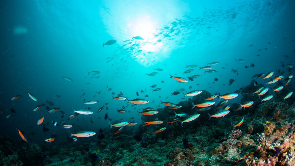 beginner-friendly tropical fishes