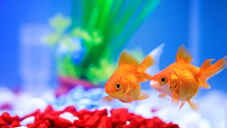 Using Purified Water in Fish Tank: A Complete Guide 1 can you use purified water in a fish tank