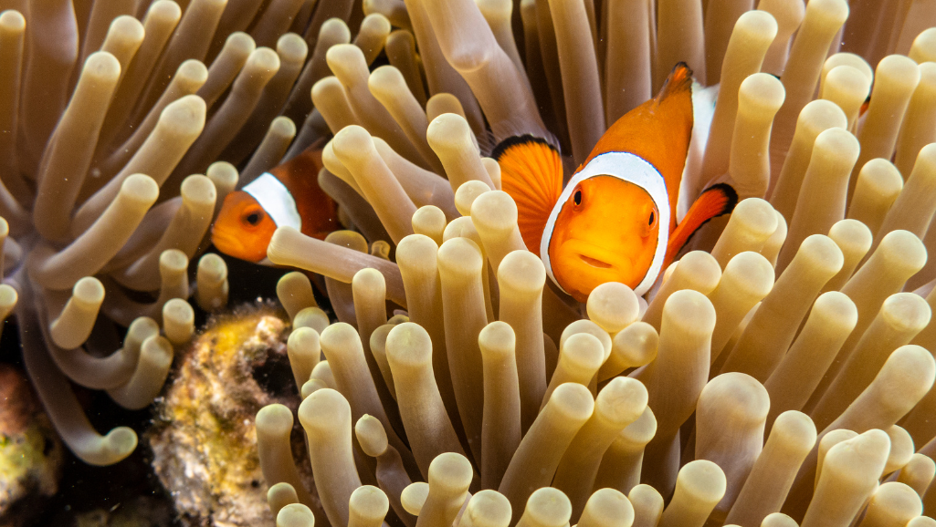 clownfish in anemone
