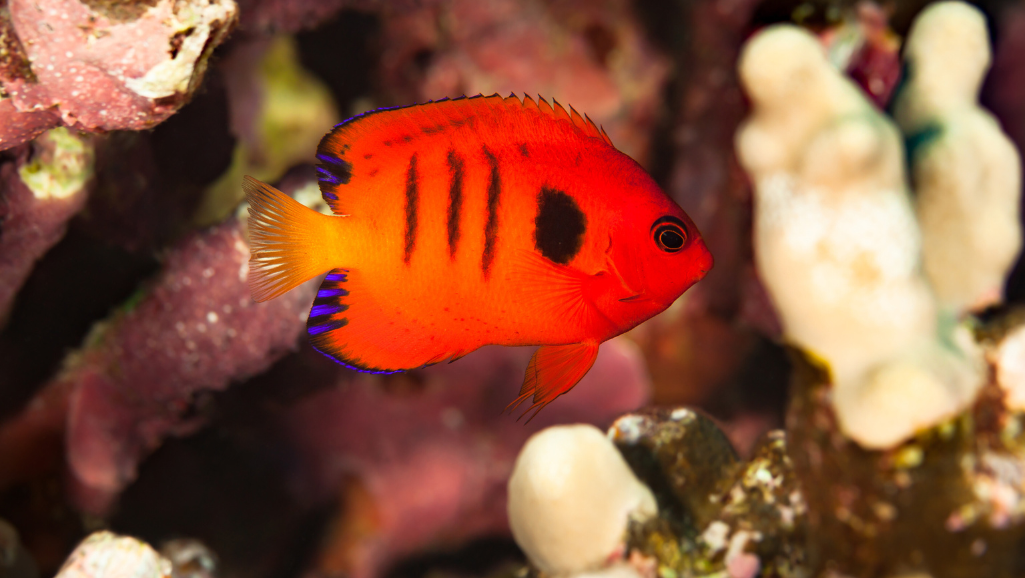 community reef fish