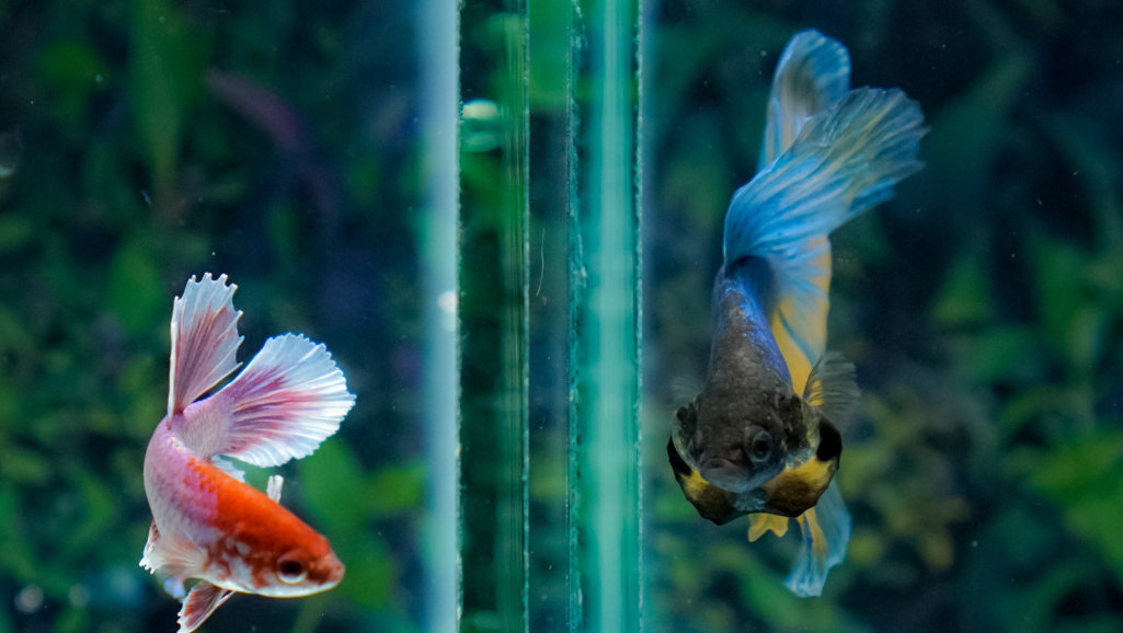 controlling parasites in aquarium fish