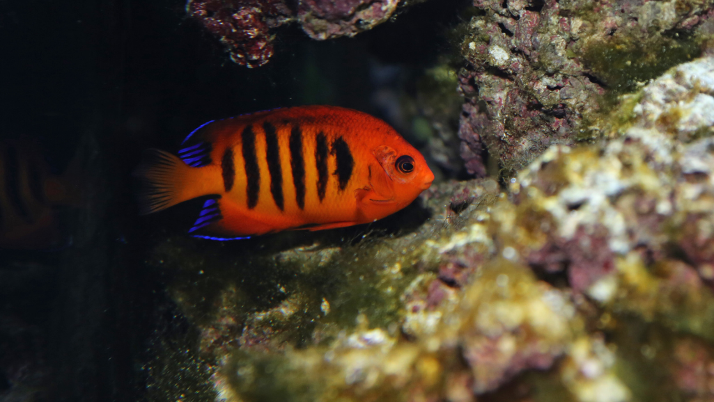 coral reef tank setups