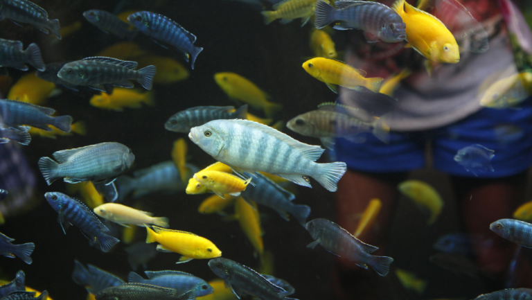 Transform Your Aquarium with Fish Tank Lights 1 fish tank lights