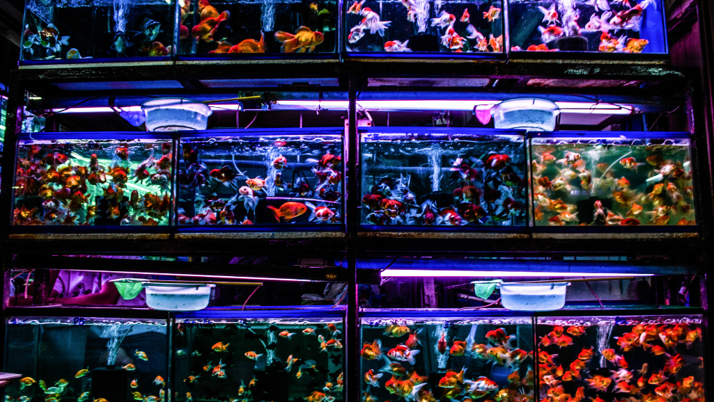 full spectrum aquarium lights
