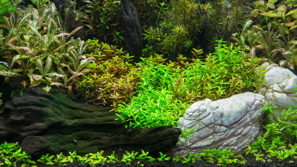 led lights for aquatic plants