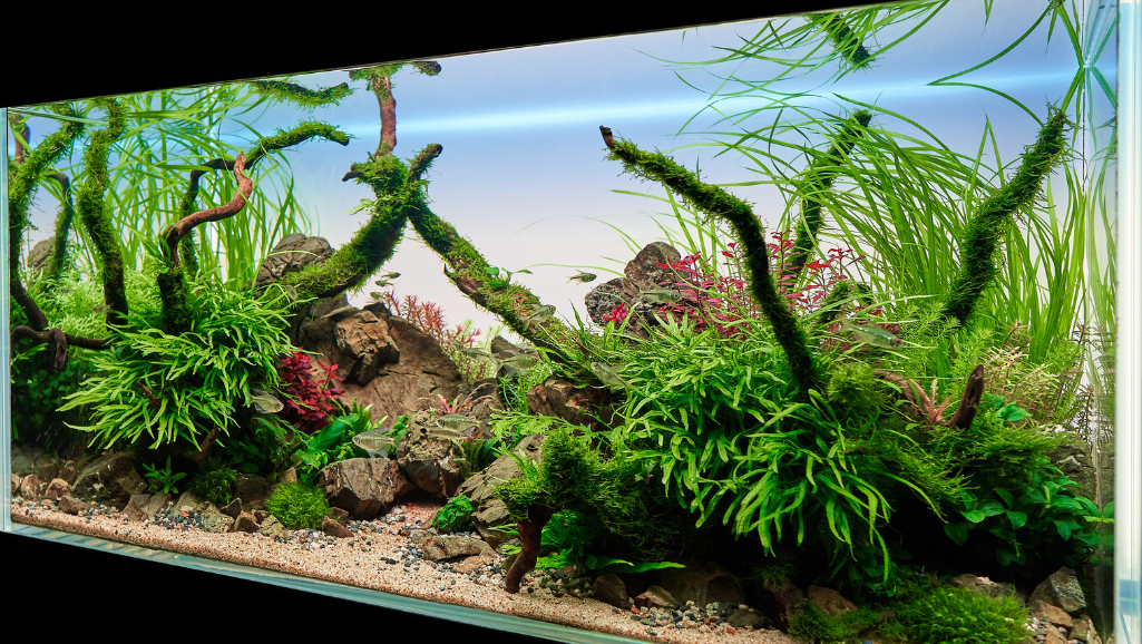 live plants for aquariums