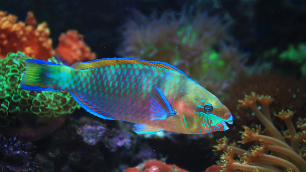 maintaining water quality for eliminating parasites in fish tanks