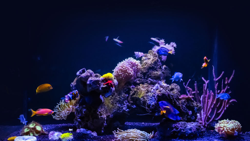 marine aquarium filtration