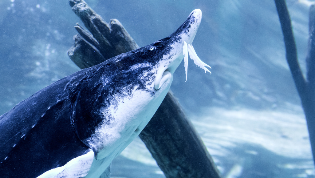 parasite treatments for aquarium inhabitants