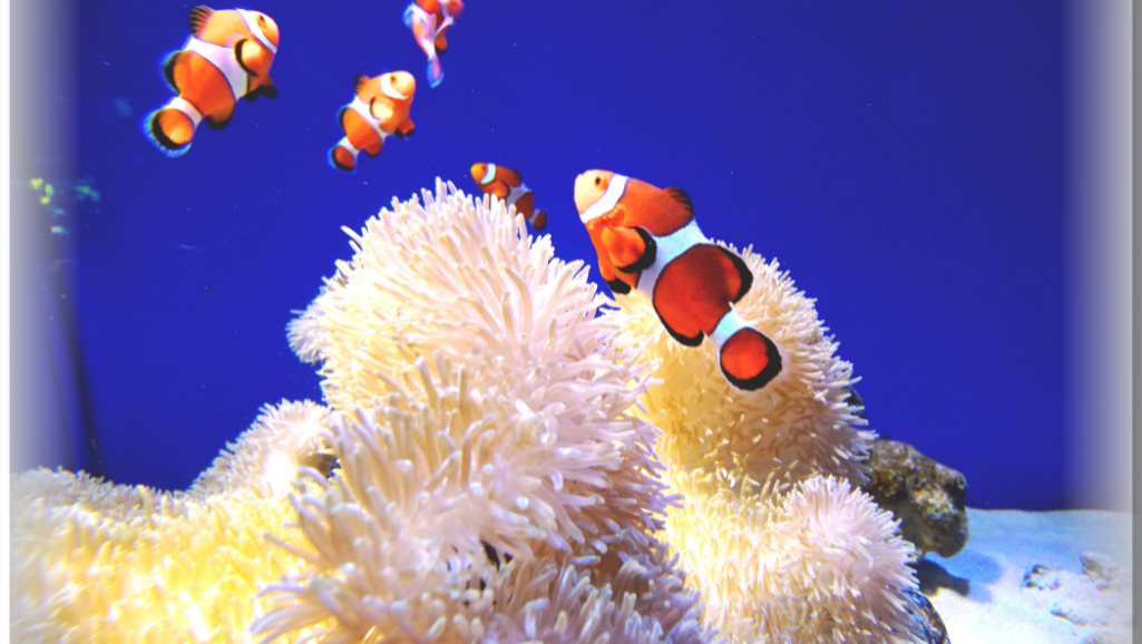 popular fish tank