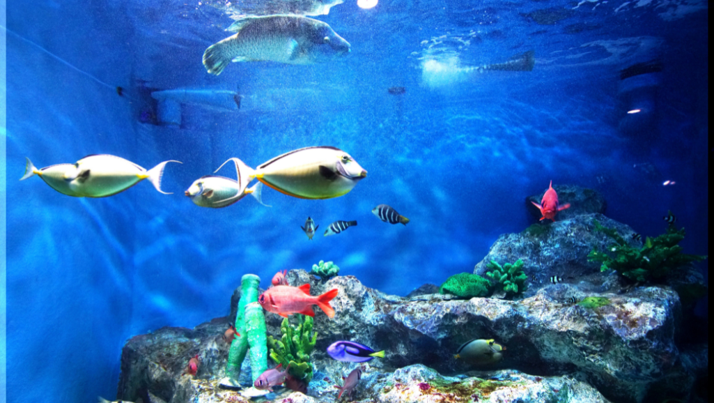 Most Popular Fish Tank Ideas to Inspire Your Home 1 popular fish tank