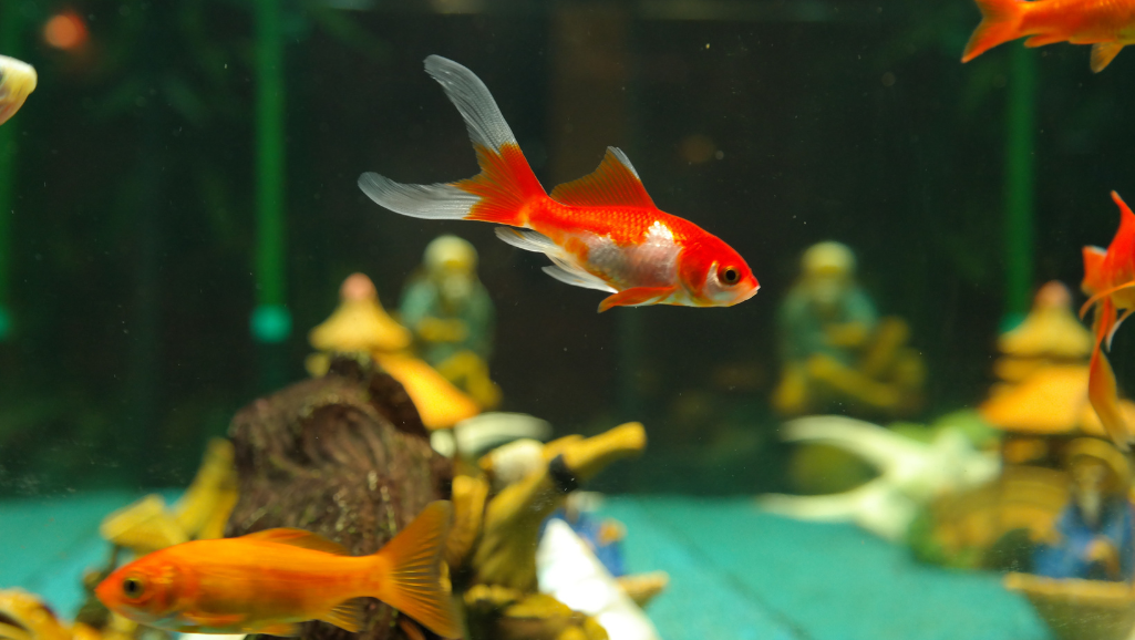 preparing aquarium for purified water